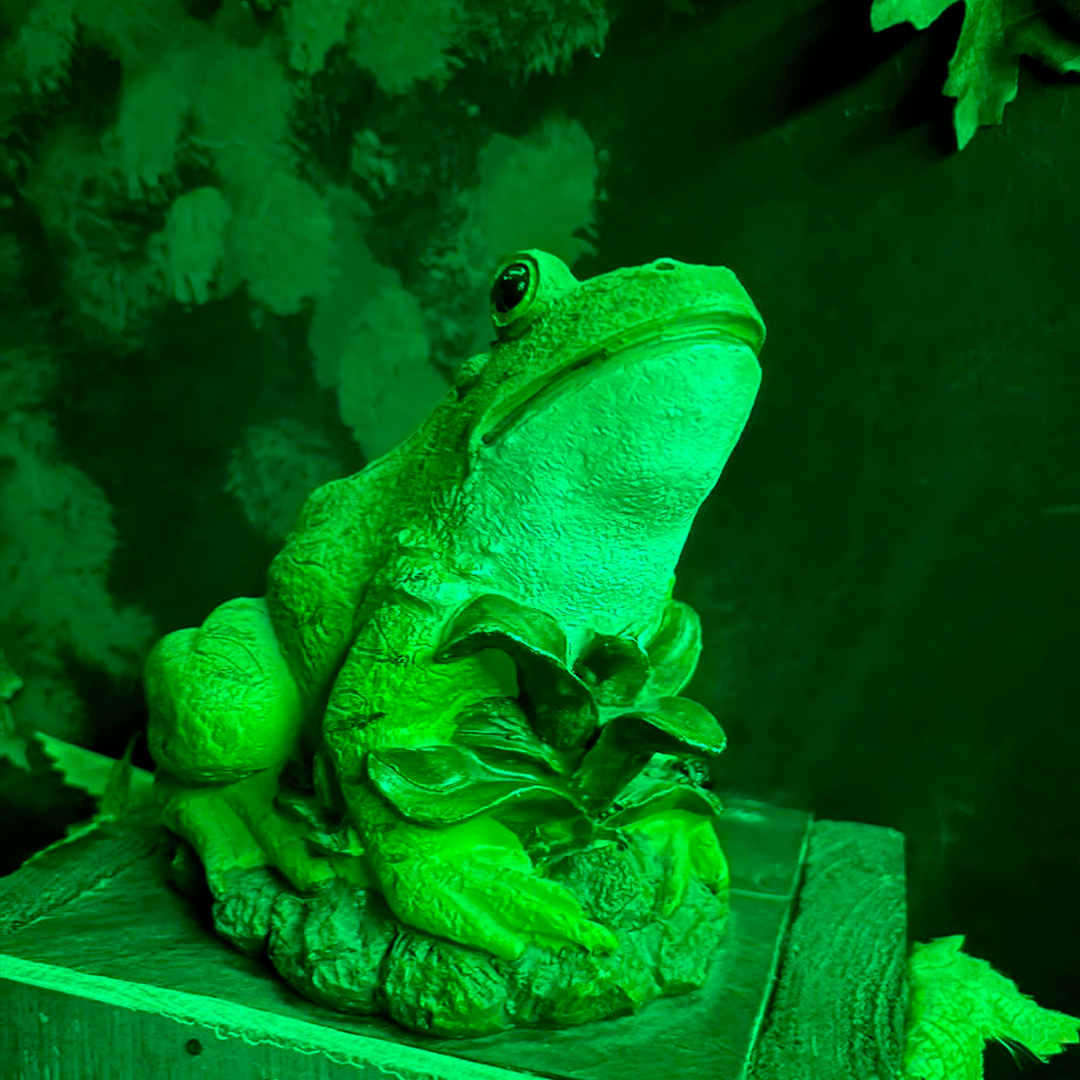 Disparition - grenouille